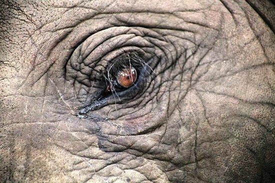 African Dust Safaris