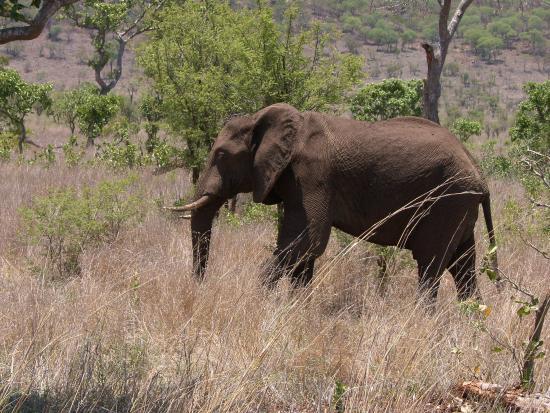 Kruger Adventure Safaris