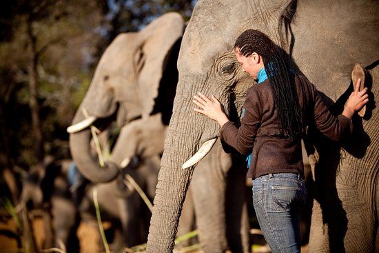 Elephant Whispers